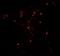 Autophagy Related 4C Cysteine Peptidase antibody, NBP2-81954, Novus Biologicals, Immunofluorescence image 