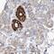 Propionyl-CoA Carboxylase Subunit Beta antibody, PA5-57880, Invitrogen Antibodies, Immunohistochemistry frozen image 
