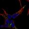 Neural EGFL Like 2 antibody, NBP2-58635, Novus Biologicals, Immunofluorescence image 