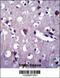 CNGA2 antibody, 57-759, ProSci, Immunohistochemistry paraffin image 