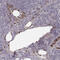 ATP Binding Cassette Subfamily A Member 7 antibody, HPA041564, Atlas Antibodies, Immunohistochemistry paraffin image 