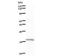 FOS Like 1, AP-1 Transcription Factor Subunit antibody, LS-C342805, Lifespan Biosciences, Western Blot image 