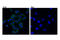 EPH Receptor B4 antibody, 14960S, Cell Signaling Technology, Immunocytochemistry image 