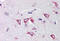 Poly(RC) Binding Protein 4 antibody, MBS240385, MyBioSource, Immunohistochemistry frozen image 