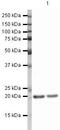 Cofilin 1 antibody, PA5-19727, Invitrogen Antibodies, Western Blot image 