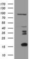 Migration And Invasion Enhancer 1 antibody, M07379-1, Boster Biological Technology, Western Blot image 