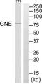 Glucosamine (UDP-N-Acetyl)-2-Epimerase/N-Acetylmannosamine Kinase antibody, abx015071, Abbexa, Western Blot image 