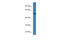 UDP-N-Acetylglucosamine Pyrophosphorylase 1 antibody, ARP49212_P050, Aviva Systems Biology, Western Blot image 