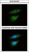 Lactate Dehydrogenase B antibody, GTX101747, GeneTex, Immunocytochemistry image 