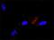 Ral guanine nucleotide exchange factor antibody, H00005900-D01P, Novus Biologicals, Proximity Ligation Assay image 