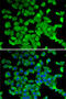 Poly(A)-Specific Ribonuclease antibody, 22-571, ProSci, Immunofluorescence image 