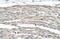 G Protein-Coupled Receptor 161 antibody, NBP1-60122, Novus Biologicals, Immunohistochemistry frozen image 