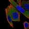 G1 To S Phase Transition 2 antibody, NBP1-91971, Novus Biologicals, Immunofluorescence image 