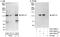 Rho/Rac Guanine Nucleotide Exchange Factor 2 antibody, A301-928A, Bethyl Labs, Immunoprecipitation image 