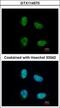 Nuclear Cap Binding Protein Subunit 1 antibody, GTX114570, GeneTex, Immunofluorescence image 