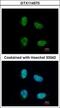 Nuclear cap-binding protein subunit 1 antibody, GTX114570, GeneTex, Immunofluorescence image 