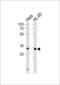 Transcription factor AP-4 antibody, LS-C161817, Lifespan Biosciences, Western Blot image 