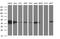 Thioredoxin Domain Containing 5 antibody, MA5-26339, Invitrogen Antibodies, Western Blot image 