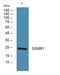 Sigma Non-Opioid Intracellular Receptor 1 antibody, A02493-1, Boster Biological Technology, Western Blot image 