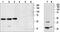 Neuropeptide Y Receptor Y1 antibody, PA5-77516, Invitrogen Antibodies, Western Blot image 