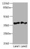 DnaJ Heat Shock Protein Family (Hsp40) Member B4 antibody, CSB-PA10929A0Rb, Cusabio, Western Blot image 