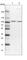 VPS53 Subunit Of GARP Complex antibody, HPA024446, Atlas Antibodies, Western Blot image 