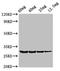 Proline Dehydrogenase 1 antibody, orb51474, Biorbyt, Western Blot image 