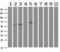 RIC8 Guanine Nucleotide Exchange Factor A antibody, GTX83714, GeneTex, Western Blot image 