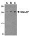 Toll Interacting Protein antibody, AP05246PU-N, Origene, Western Blot image 