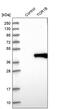 Torsin Family 1 Member B antibody, PA5-53079, Invitrogen Antibodies, Western Blot image 