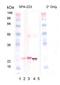 Crystallin Alpha B antibody, LS-B3696, Lifespan Biosciences, Western Blot image 