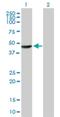 Tetratricopeptide Repeat Domain 23 antibody, H00064927-B01P, Novus Biologicals, Western Blot image 