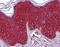 Keratin 17 antibody, 51-970, ProSci, Immunohistochemistry frozen image 