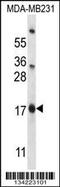 Pleckstrin Homology Like Domain Family A Member 2 antibody, 57-773, ProSci, Western Blot image 