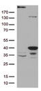 General Transcription Factor IIH Subunit 3 antibody, CF812723, Origene, Western Blot image 