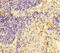 Coagulation Factor III, Tissue Factor antibody, A50217-100, Epigentek, Immunohistochemistry paraffin image 