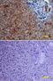 Raf-1 Proto-Oncogene, Serine/Threonine Kinase antibody, MAB4540, R&D Systems, Immunohistochemistry frozen image 