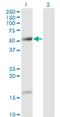 T-complex protein 11 antibody, H00006954-M07, Novus Biologicals, Western Blot image 