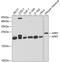 Adenine Phosphoribosyltransferase antibody, GTX30061, GeneTex, Western Blot image 