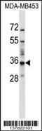 Basic Leucine Zipper ATF-Like Transcription Factor 2 antibody, 59-251, ProSci, Western Blot image 