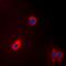 Eukaryotic Translation Elongation Factor 2 antibody, orb216091, Biorbyt, Immunofluorescence image 