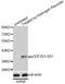 Eukaryotic Translation Initiation Factor 2 Subunit Alpha antibody, STJ22113, St John