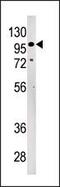 Lethal(2) giant larvae protein homolog 2 antibody, PA5-12105, Invitrogen Antibodies, Western Blot image 