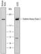 Clathrin Heavy Chain Like 1 antibody, AF6948, R&D Systems, Western Blot image 