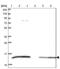 C-C Motif Chemokine Ligand 21 antibody, NBP2-37928, Novus Biologicals, Western Blot image 