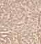 Glutathione S-Transferase C-Terminal Domain Containing antibody, FNab03690, FineTest, Immunohistochemistry frozen image 