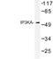 Inositol-Trisphosphate 3-Kinase A antibody, LS-C191951, Lifespan Biosciences, Western Blot image 