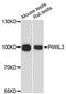 Piwi Like RNA-Mediated Gene Silencing 3 antibody, LS-C748265, Lifespan Biosciences, Western Blot image 