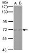 Zinc Finger Protein 248 antibody, LS-C155708, Lifespan Biosciences, Western Blot image 