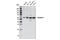 Dyskerin Pseudouridine Synthase 1 antibody, 53234S, Cell Signaling Technology, Western Blot image 